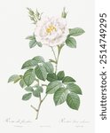 Rosa alba flore pleno, also known as Ordinary White Rose from Les Roses (1817–1824) by Pierre-Joseph Redouté. 