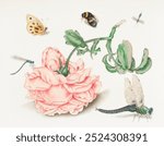 A Rose and Five Insects (1618) attributed to Christoffel van den Berghe. Pink rose flower. Vintage pink flower floral botanical art drawing illustration, old floral rose flower painting art print.