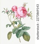 Rose flower. Beautiful antique rose illustration. Vintage flower illustration for wall art.