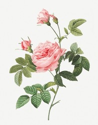 Rose Flower. Beautiful Antique Rose Illustration. Vintage Flower Illustration For Wall Art.