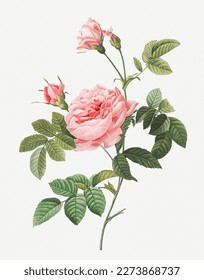 Rose flower. Beautiful antique rose illustration. Vintage flower illustration for wall art.