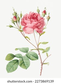 Rose flower. Beautiful antique rose illustration. Vintage flower illustration for wall art.