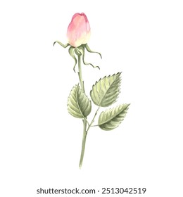 Rose flower bud with green leaves on stem. Hand drawn watercolor illustration isolated. Botanical clipart of garden plant. Floral design element for invitations, card, wedding, sticker, Valentine Day. - Powered by Shutterstock