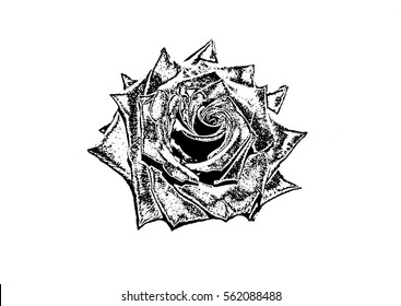 Rose Flower. Drawing. Imitation. Linocut.