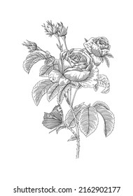 Rose Flower Outline Drawing Illustration Stock Illustration 2162902177 ...