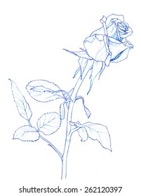 Rose Flower Pencil Drawing Stock Illustration 262120397