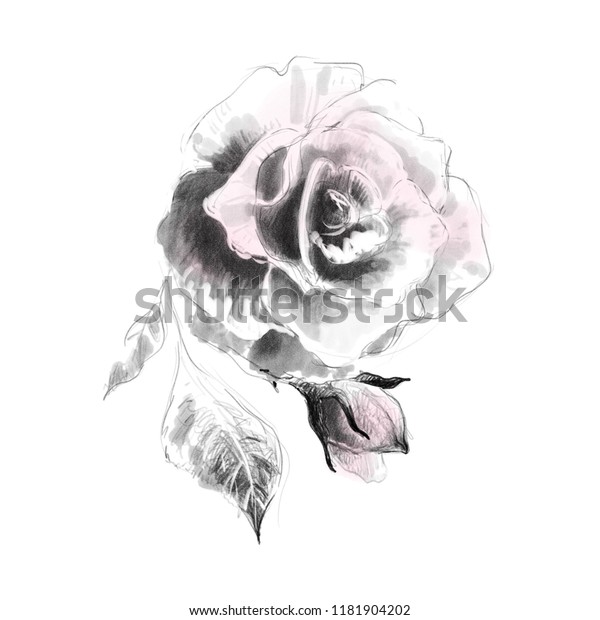 Rose Flower Pencil Drawing Sketch Black Nature Stock Image
