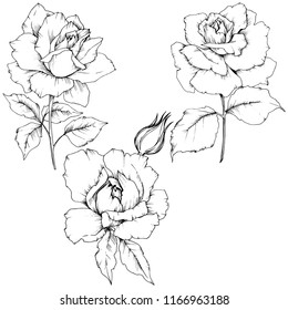 Wildflower Peony Flower Hand Drawn Botanical Stock Vector (Royalty Free ...