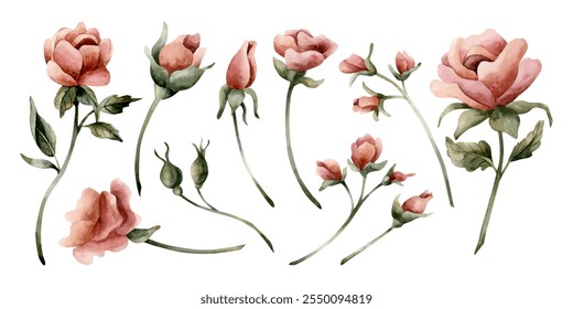 Rose flowers and buds. Dusty pink garden flowers with leaves. Set of watercolor hand painted floral isolated illustration for wedding design, home textile, porcelain crockery, cosmetic package, cards - Powered by Shutterstock