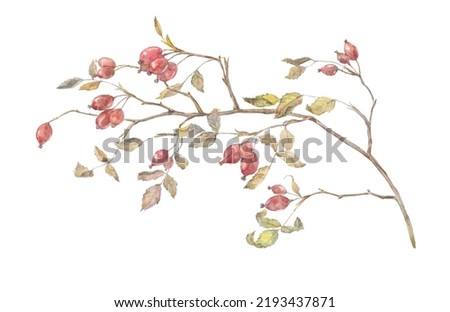 Rose hip botanical illustration. Detailed hand-drawn painting of a dog rose. Illustration of a twig with leaves and rosehip fruits. Autumn harvest. Healthy healing product. Healthy food. Herbal tea. 