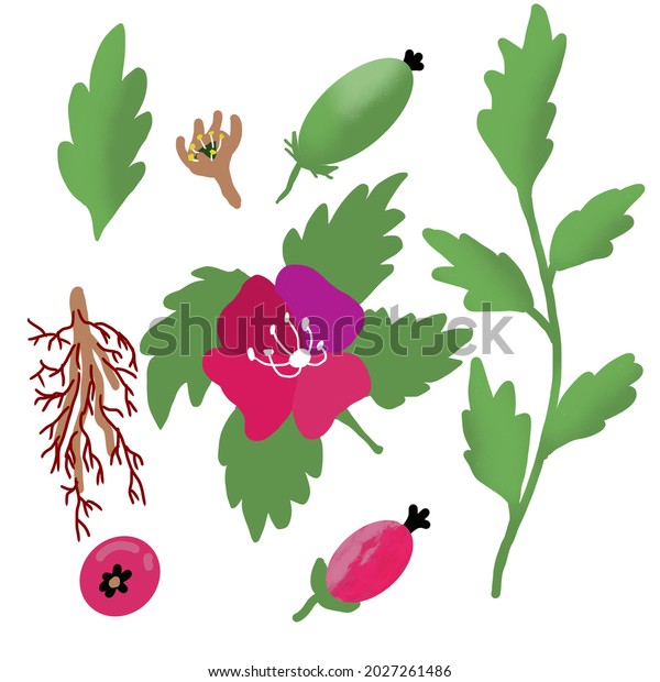 Rose hip elements\
plants illustration\
