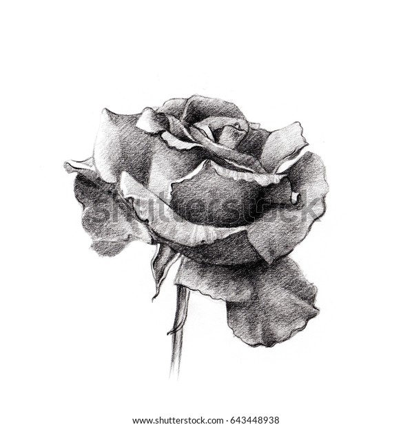 Rose On White Background Hand Drawn Stock Illustration 643448938 ...