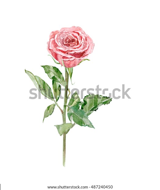 Rose On White Background Watercolor Painting Stock Illustration 487240450