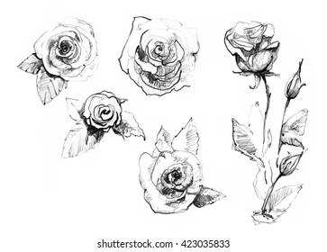 rose design drawing