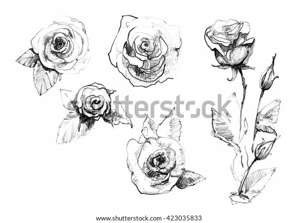 バラセット リアルな鉛筆で描いたバラの花の背景 インク 鉛筆 水彩 植物学のイラスト スケッチブック 旅行ブック グリーティングカード はがき 招待状 ファブリック用のビンテージデザイン のイラスト素材 423035833