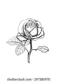 Rose Sketch Grey Outline On White Stock Vector (Royalty Free) 297095507