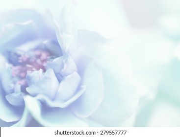 Flower On Soft Sparkle Pastel Color Stock Photo 244181959 | Shutterstock