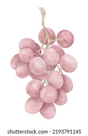 Rose Vine Grape Watercolor Illustartion. Hand Drawn Botanical Grape Clipart.