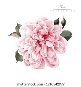 Rose Watercolor Can Be Used Greeting Stock Illustration 1210542979 ...