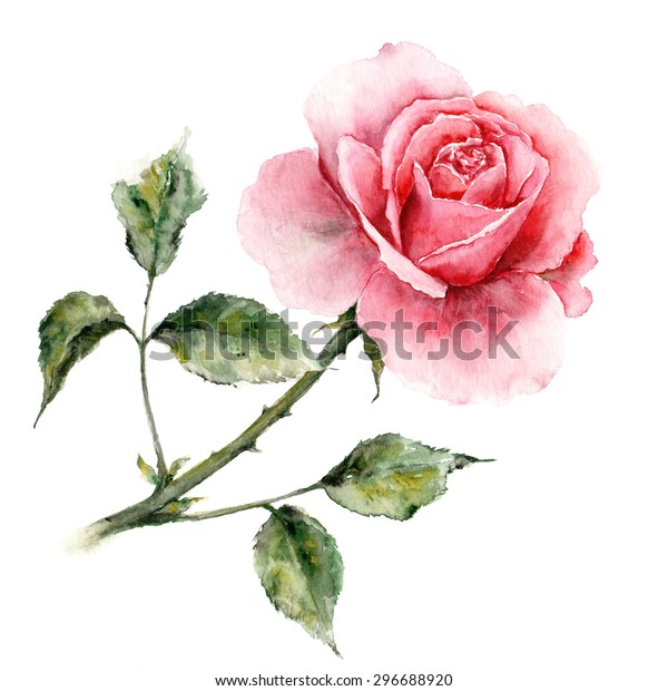 Rose Watercolor Floral Card Birthday Card Stock Illustration 296688920 ...