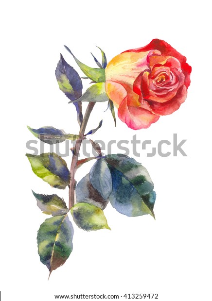 Rose Watercolor Slanted Bud Isolated On Stock Illustration 413259472 ...
