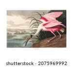 Roseate Spoonbill vintage illustration wall art print and poster design. Original from Birds of America by John James Audubon, digitally enhanced by rawpixel.