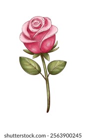 Ilustración rosas  Flor