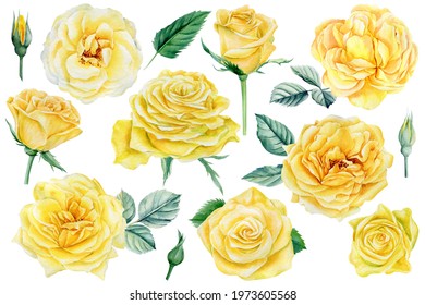 Roses an isolated white