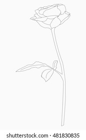 flower stem drawing