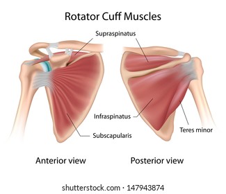 Rotator cuff anatomy, labeled 
