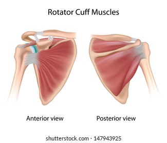 Rotator Cuff Anatomy, Unlabeled 