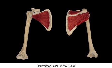 Rotator Cuff Muscles Anatomy.3D Rendering