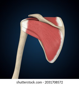 Rotator Cuff Muscles Posterior View 3D Rendering, Shoulder Anatomy