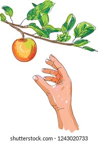 Roughly Sketched Hand Picking Fruit, In Color
