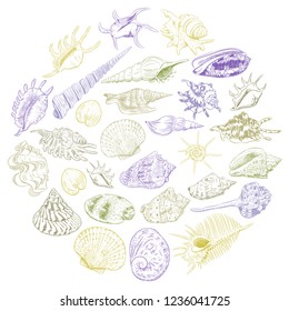 Round composition Summer concept with Unique museum collection of sea shells rare endangered species, molluscs Khaki brown purple contour on white background. card banner design. 