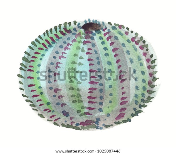 Round Sea Urchin Shell Illustration Painted Stock Illustration