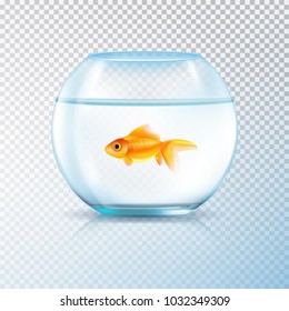 Poisson Rouge Bocal Images Stock Photos Vectors Shutterstock