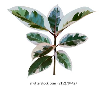 Rubber Tree Variegated On White Background. Illustration