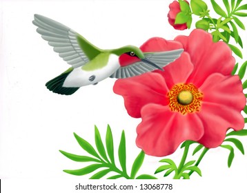 A ruby throated hummingbird goes to drink at geum flower in garden in this airbrush painting by botanical artist  Carolyn McFann 
