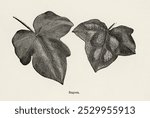 Rugosa Ivy, a Monograph (1872). Plant nature illustration. Vintage black and white ivy leaf plant tree art drawing illustration, old tree with ivy leaves nature painting art print.