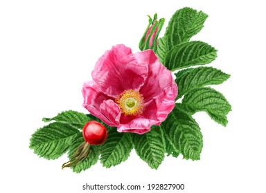 Rugosa Rose 