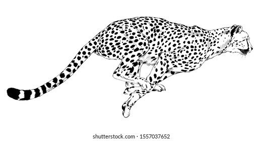 Running Cheetah Drawn In Ink By Hand On A White Background