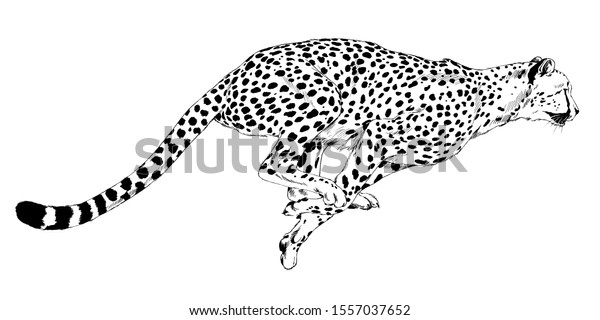 1740 Imágenes De Cheetah Running Black White Imágenes Fotos Y Vectores De Stock Shutterstock 0087