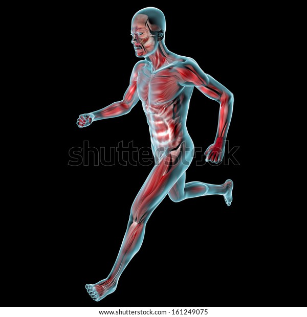 Running Man Muscles Human Body Xray Stock Illustration 161249075