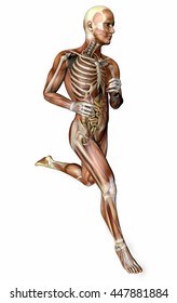 Running man, muscular system, person, digestive system and skeleton, anatomy. 3d rendering