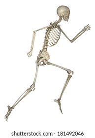 Running Skeleton Anatomy Stock Illustration 181492046 | Shutterstock