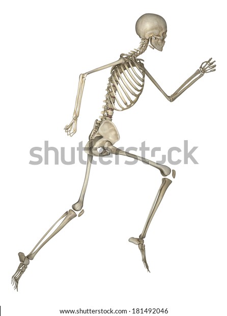 Running Skeleton Anatomy Stock Illustration 181492046