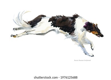 Russian Greyhound breed dog watercolor portrait isolated on white. Borzoi illustration.