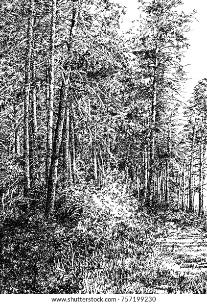 Russian Pine Forest Pen Ink Black Stock Illustration 757199230