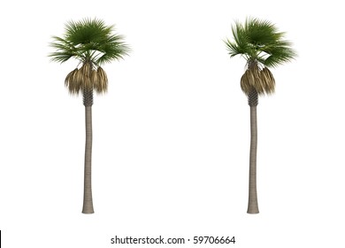 Sabal palm isolated on white background